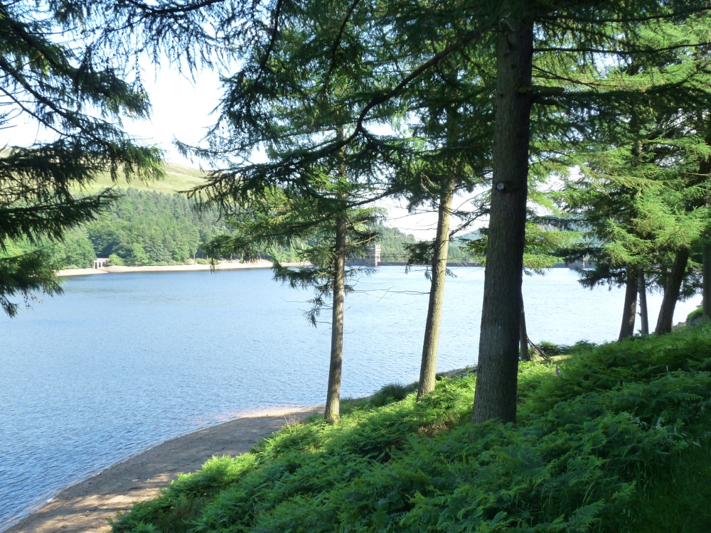 Looking through the trees at Derwent Reservoir.