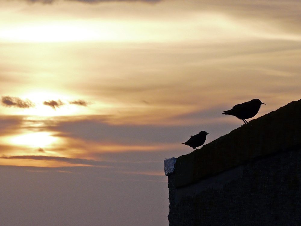Two birds enjoying the sunrise