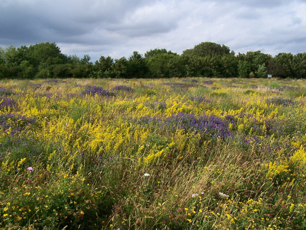 Wildflowers photo by Hilda Whitworth