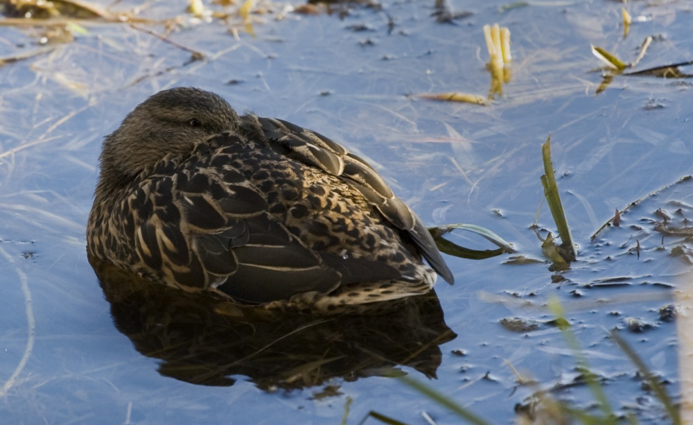 Photograph of Resting duck