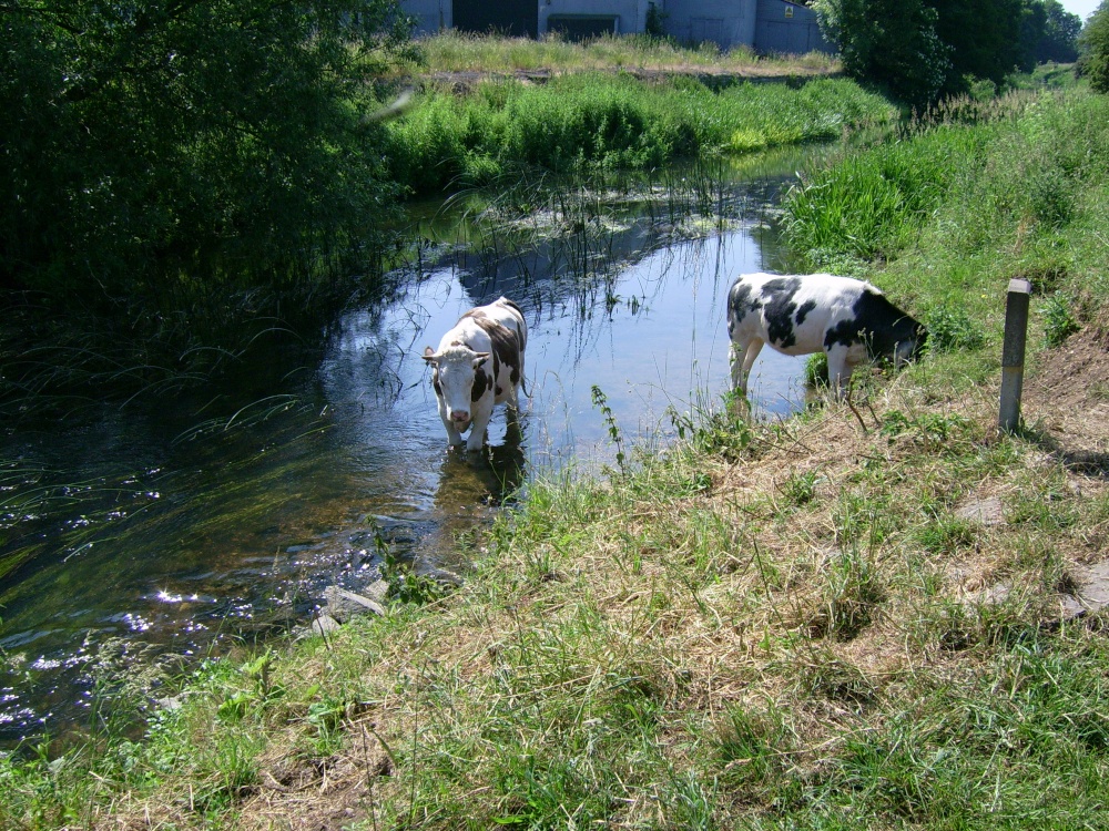 Photograph of Cows cooling off
