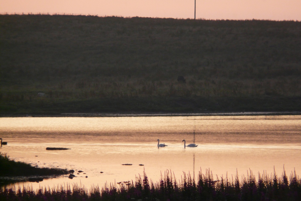Photograph of Swans on Loch Harry