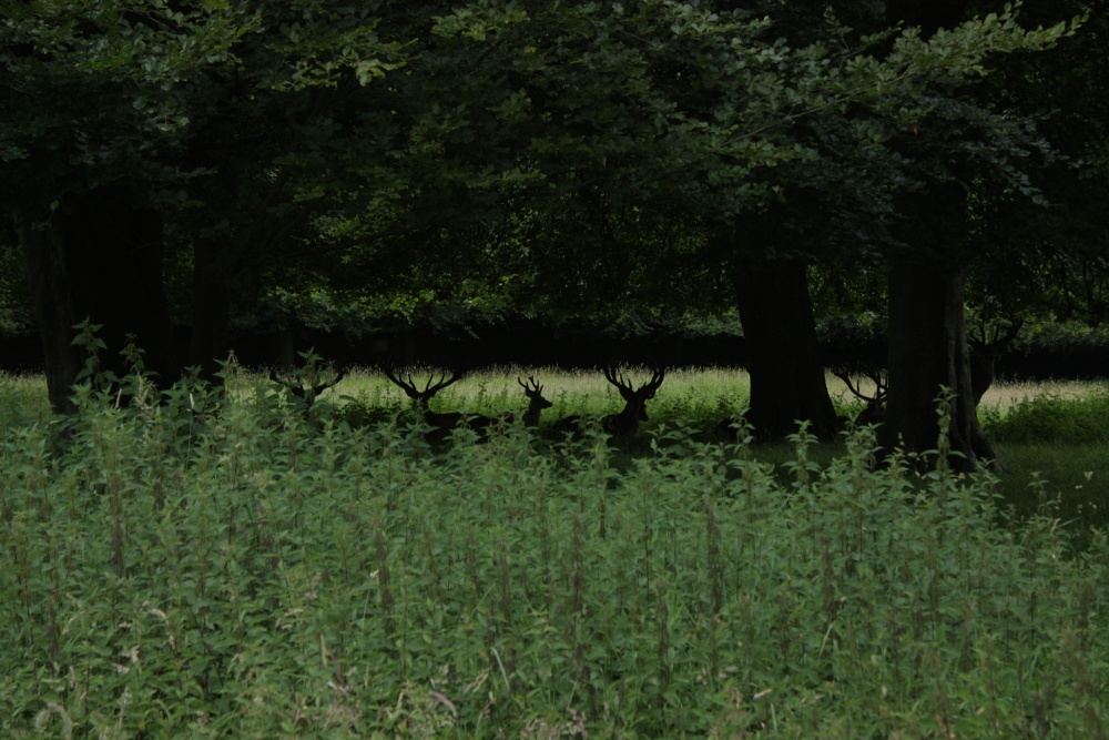 Deer in the woodland