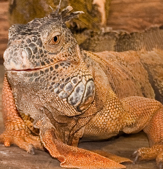 There be more Dragons