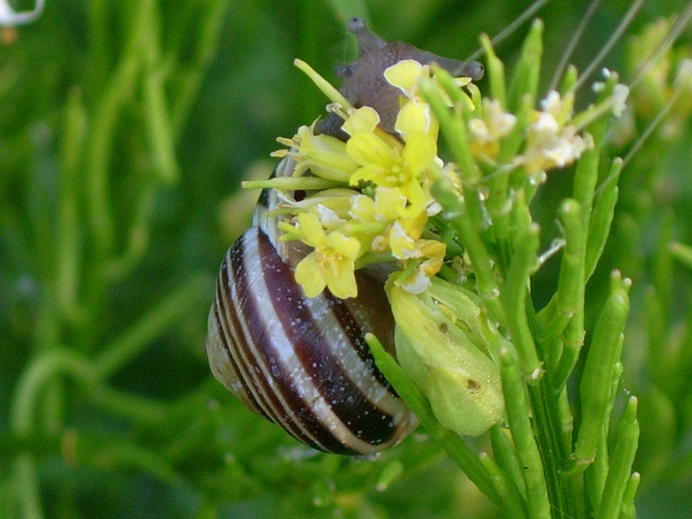 Photograph of Snail