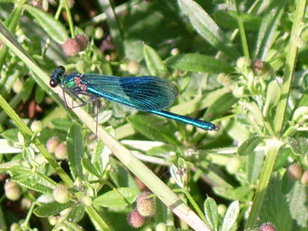 Photograph of Damsel fly