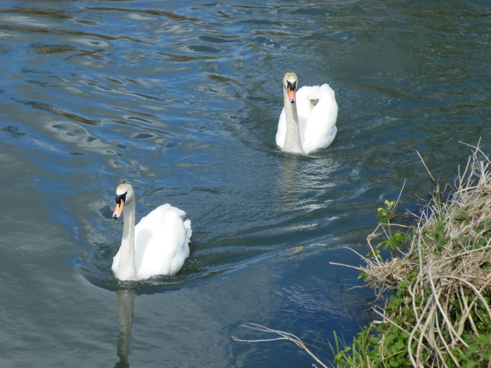 Photograph of Swans