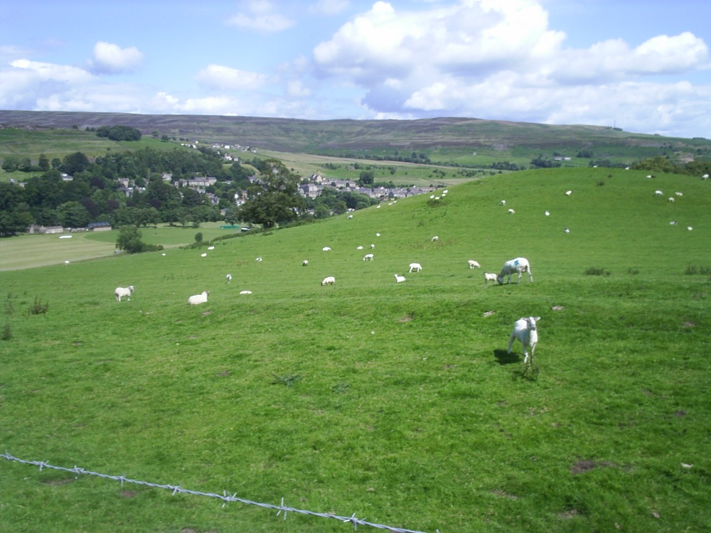 Photograph of Where sheep shall graze