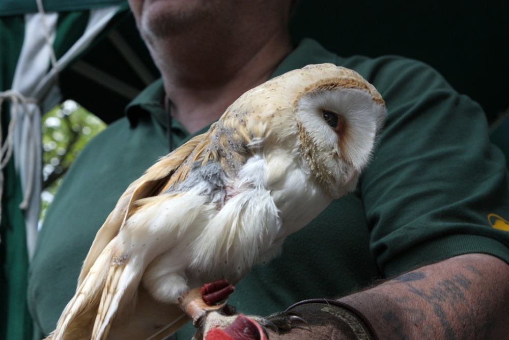 Cottingham day 2009 035