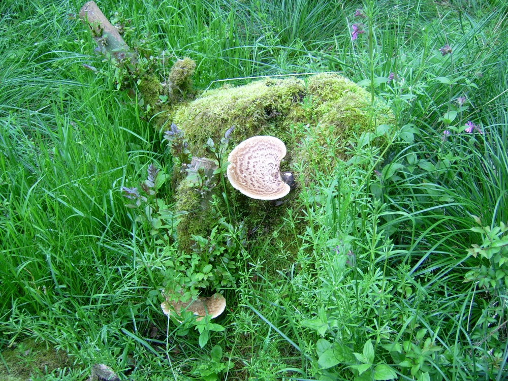 Photograph of Fungi