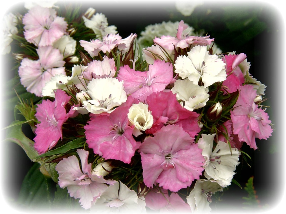 Flowers in my garden