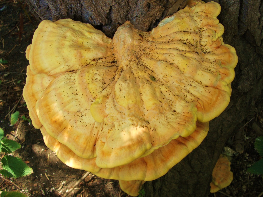 Photograph of Fruiting fungi