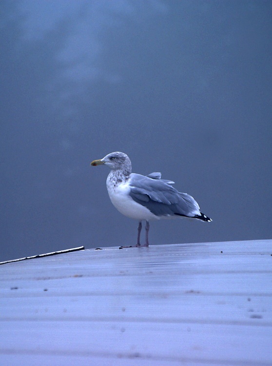 It's a bit foggy up here.