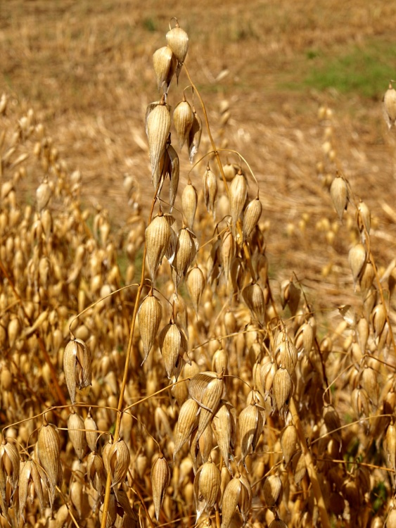 Ripe oats, Botolph Claydon, Bucks