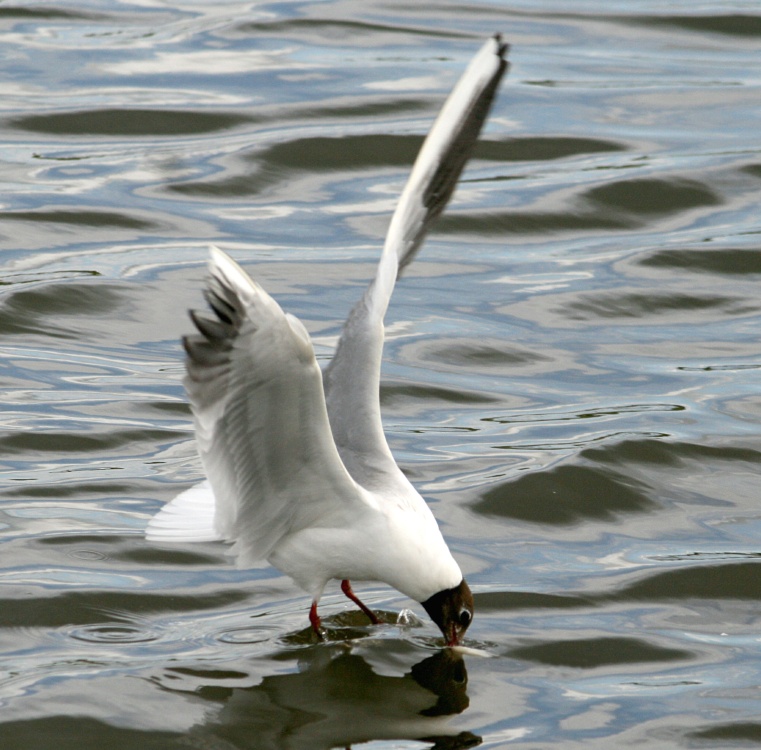 Mature Black Headed Gull.