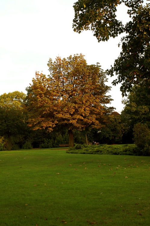 The tree. Valentines Park.