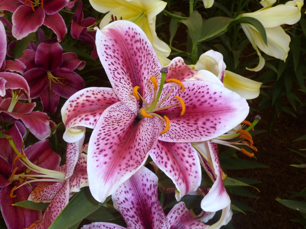 Hampton Court Flower Show