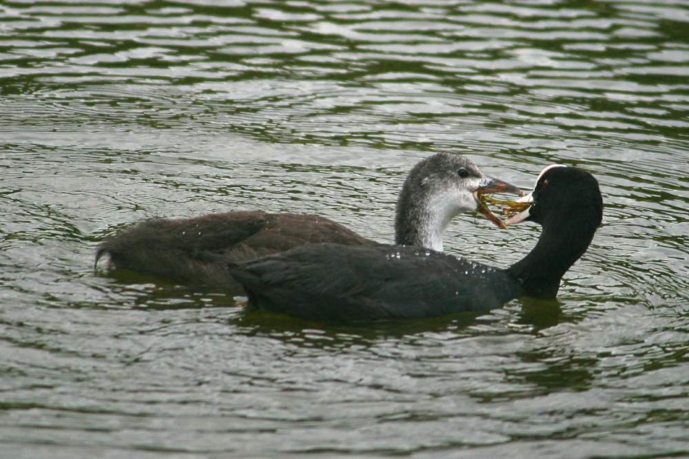 A pair of Coots.
