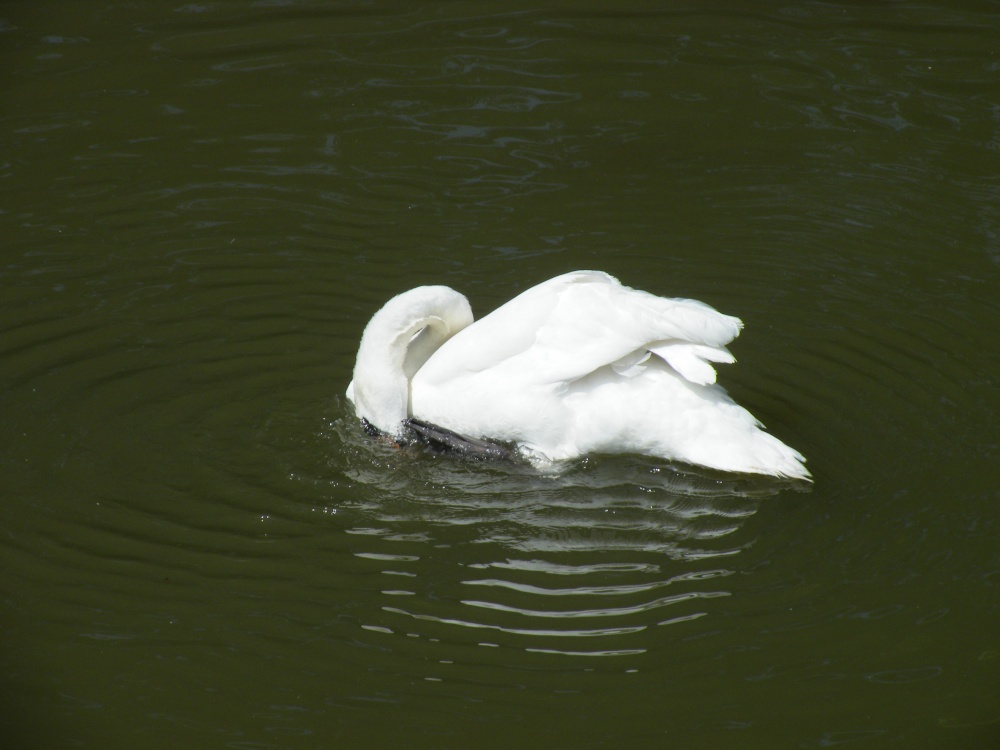 Swan on the Canal at Tring