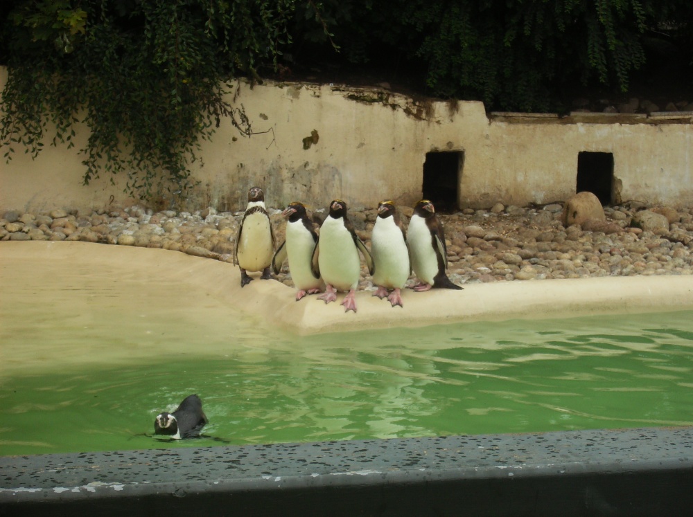 Photograph of Penguins at Twycross Zoo