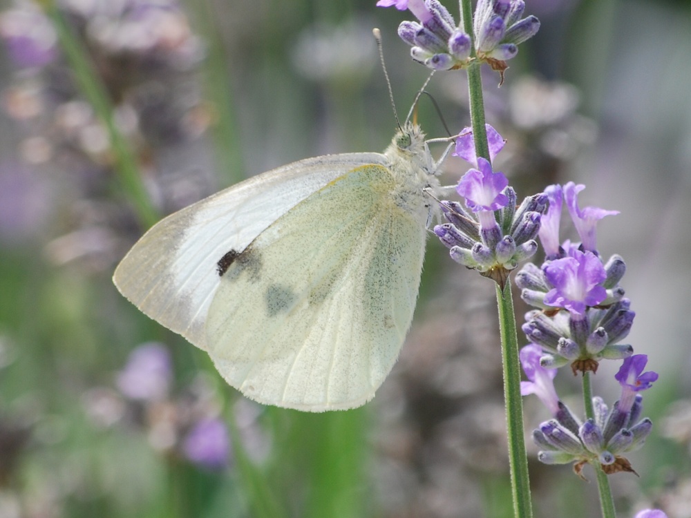 Common white butterfly