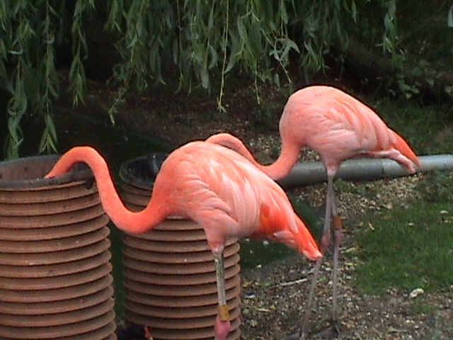Flamingoes