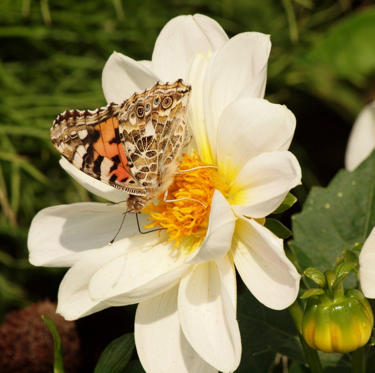 Painted Lady butterfly, Steeple Claydon allotments, Buckinghamshire