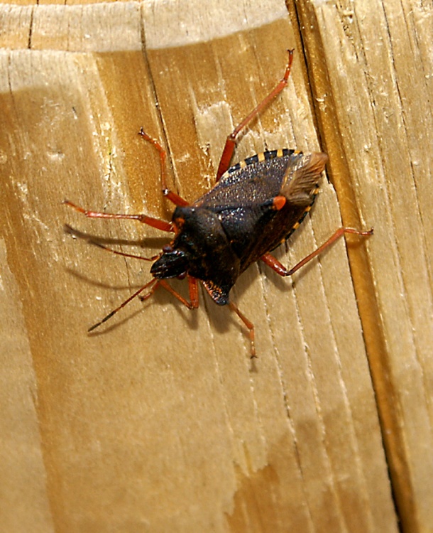 Seen on a post by the harbour.