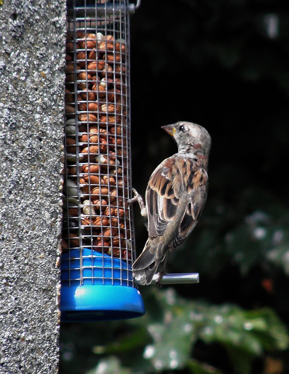 Sparrow feeding