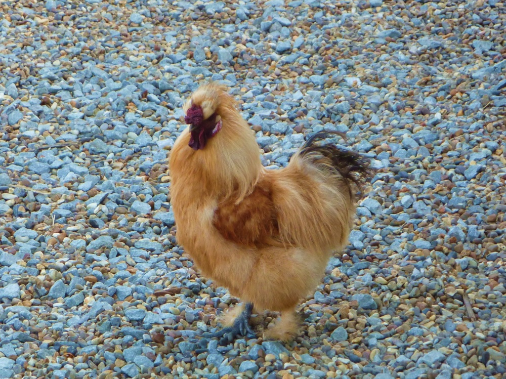 Cockerill in the Post Office Garden