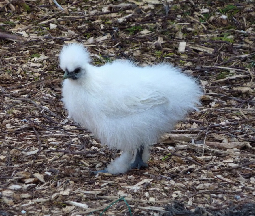 Chick in the Post Office Garden