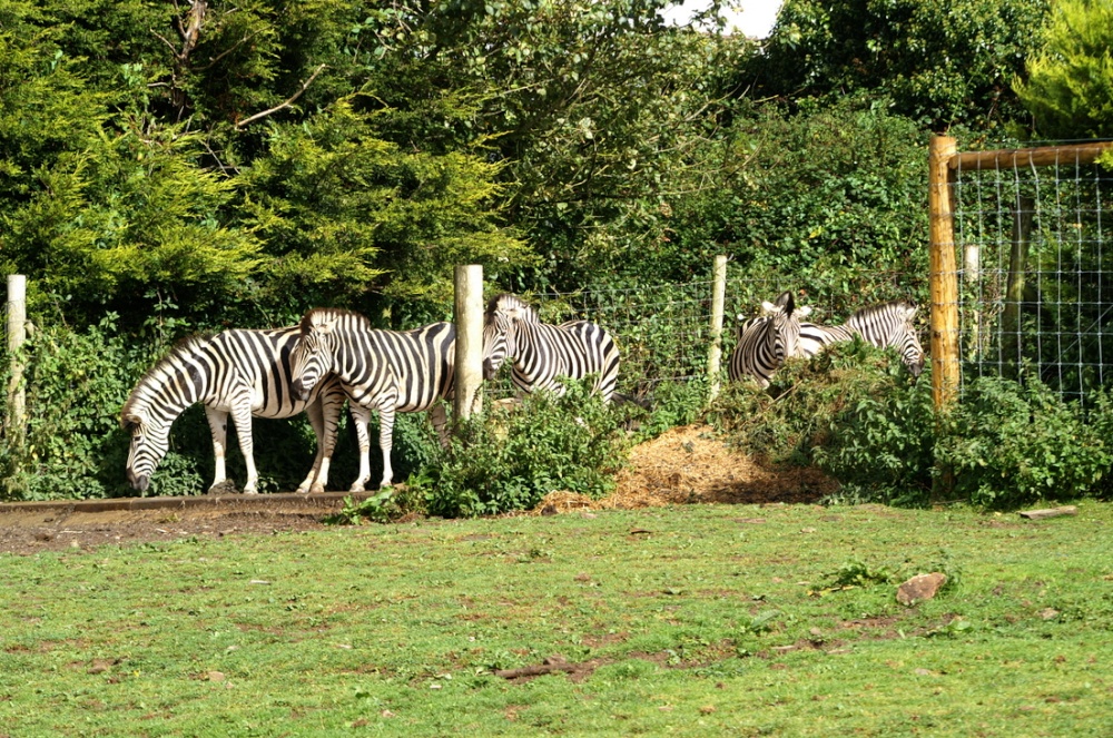 A few Zebra's