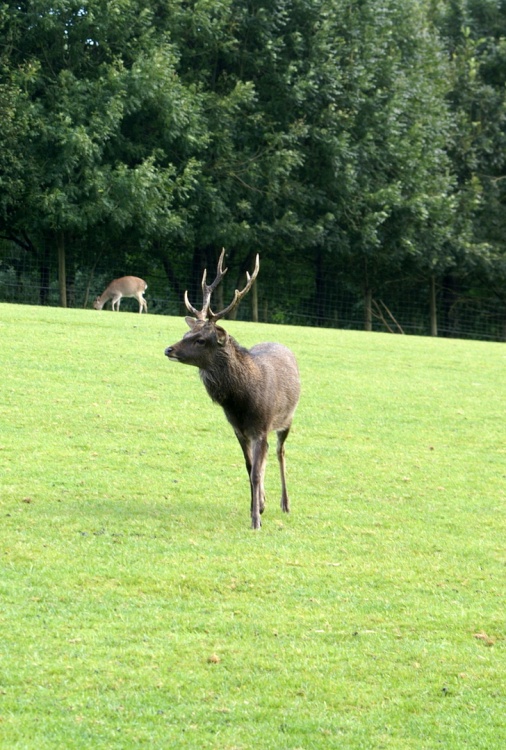 A young stag