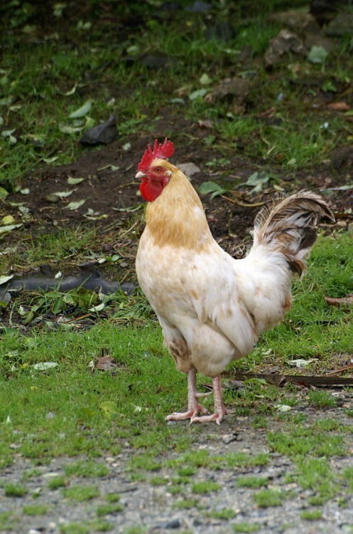 Proud Cock on the farm.