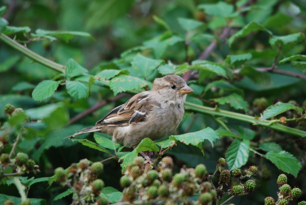 Photograph of House Sparrow
