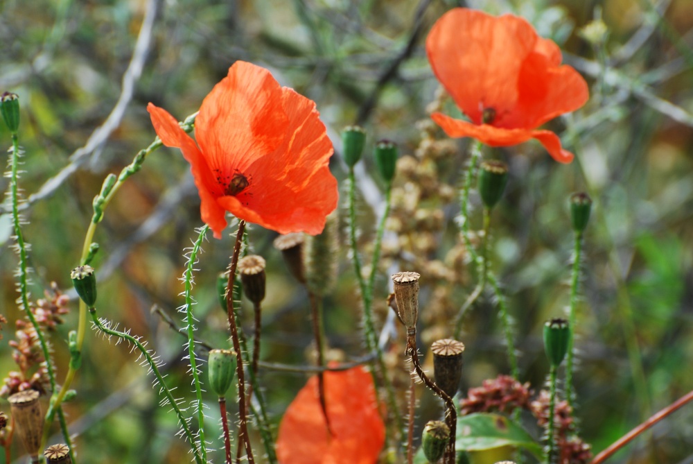 Photograph of Common poppies