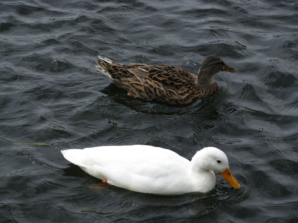 On the River Bure at Coltishall