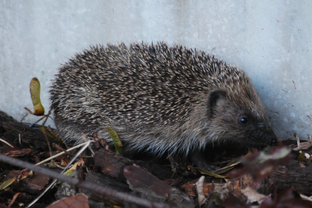 Photograph of Hedgehog in my garden!