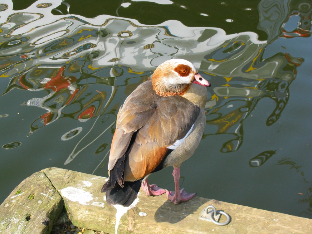 Egyptian Goose in Horning