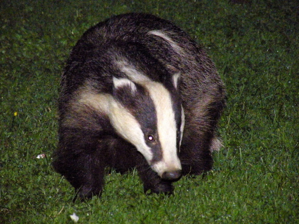 Nightime in Three Oaks