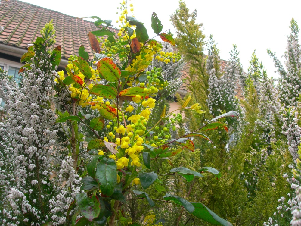 Seen in a garden in Yoxford