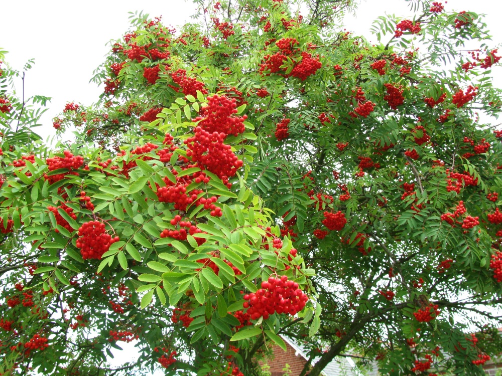 Pretty tree in Rollesby