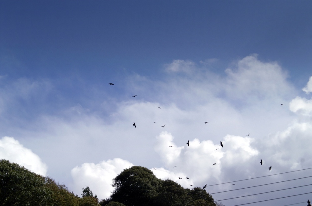 Photograph of The last few Rooks flying in.