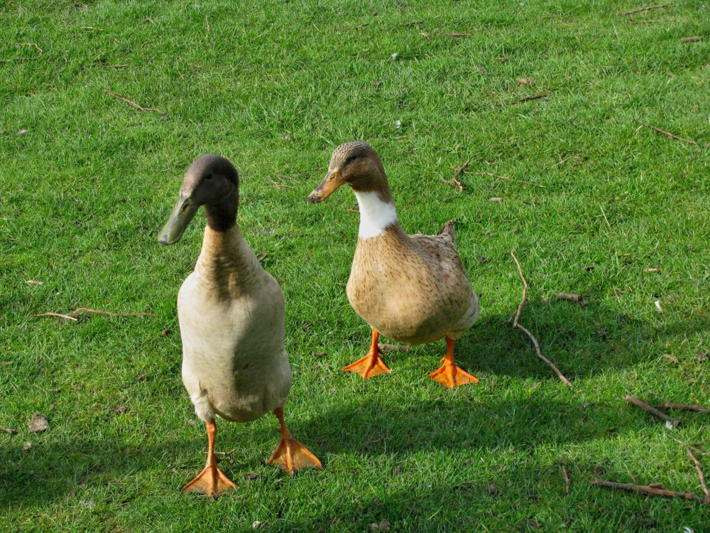 Photograph of Runner Ducks at Westleton.