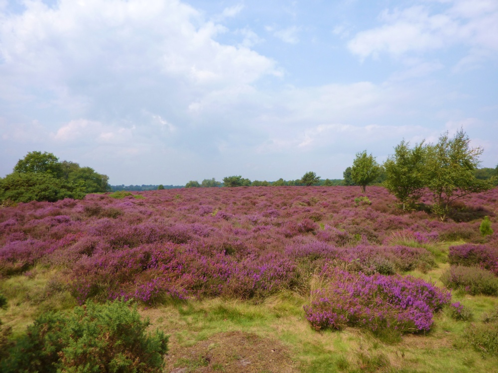 Photograph of Westleton Heath