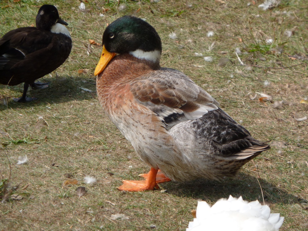 Photograph of Duck at Westleton.