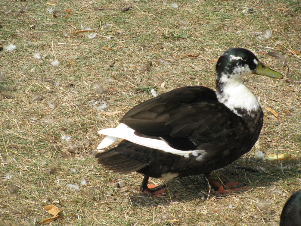 Photograph of Duck at Westleton.