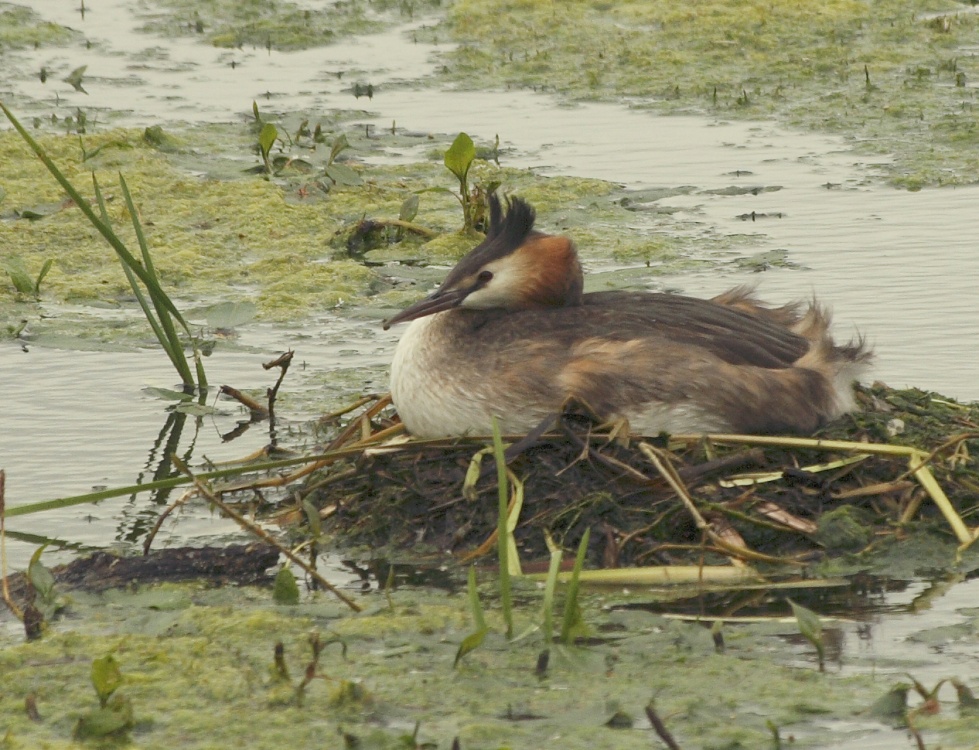 Great Crested Grebe photo by John Tompkins
