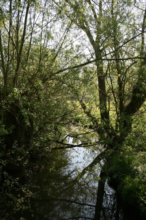 Loughton Linear Park in springtime