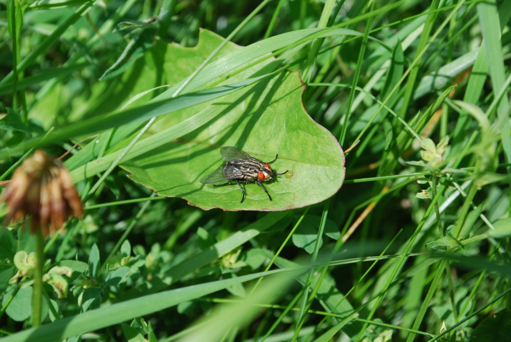 Photograph of Flesh fly
